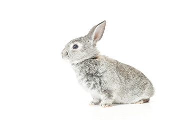 Cute Baby Bunny