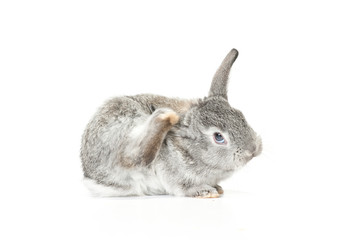 Cute Baby Bunny