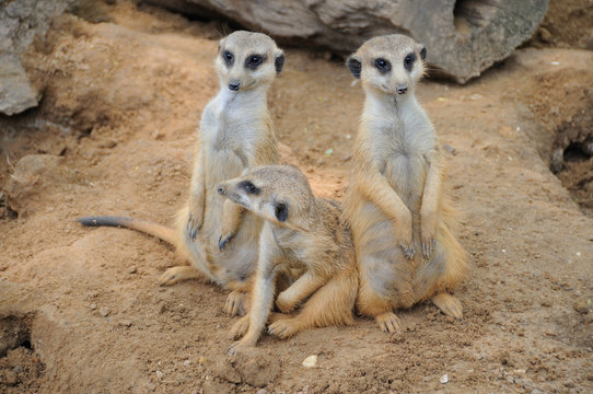 Meerkat Bodyguards