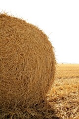 Hay round bale of dried wheat cereal