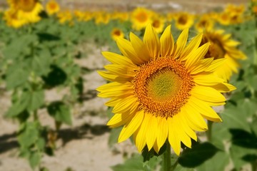 Sunflower plantation vibrant yellow flowers