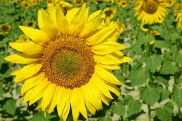Sunflower plantation vibrant yellow flowers
