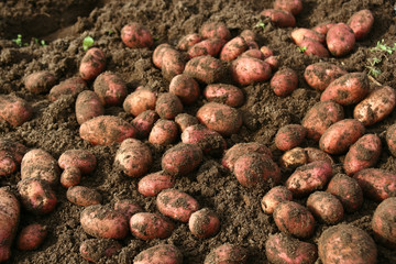 potatoes on soil
