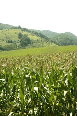 Corn green fields landscape outdoors