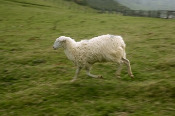 Green meadow with Pyrenees sheeps