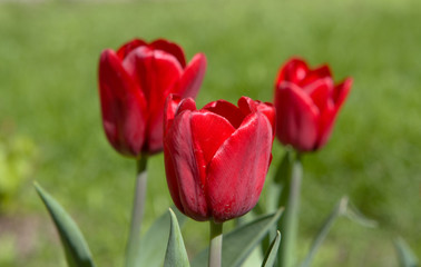 Three red tulips