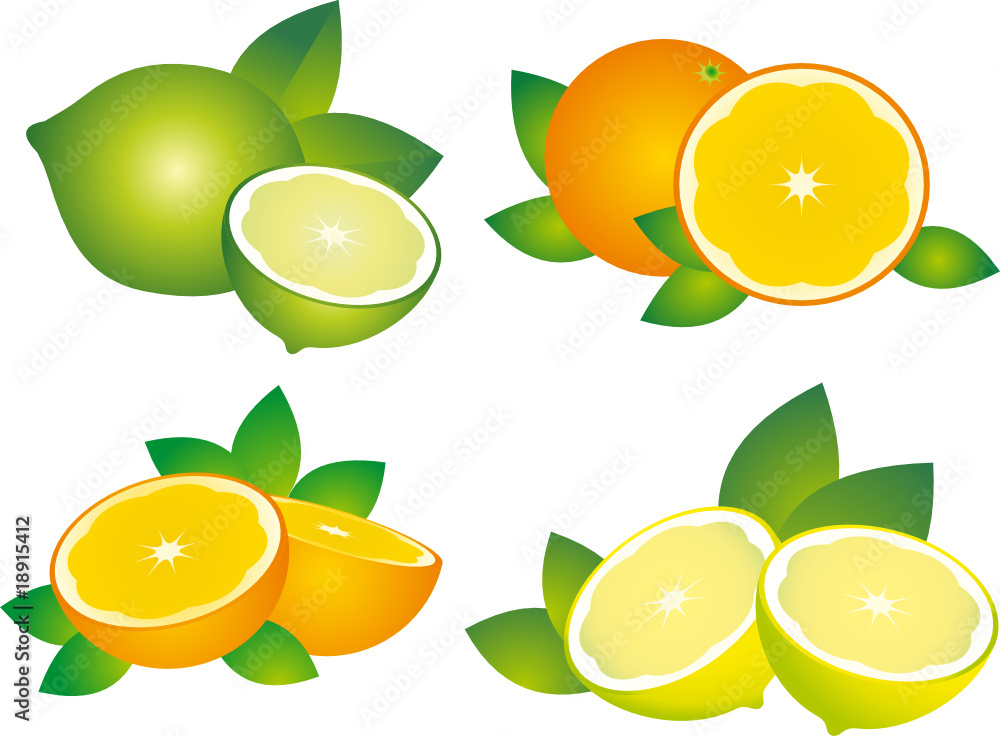 Wall mural citrus vector