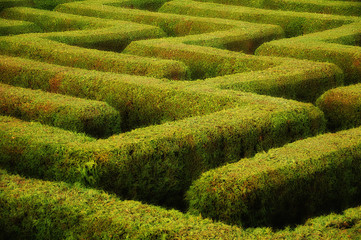 Heckenlabyrinth