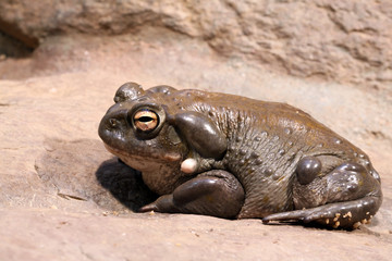 Colorado Toad (Bufo Alvarius)