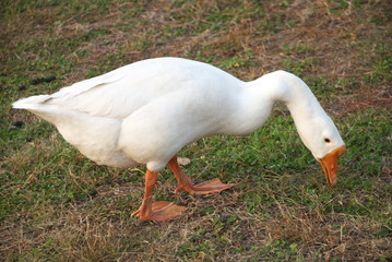 goose