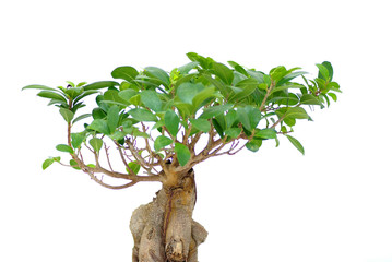 ficus ginseng
