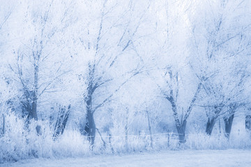 Winter forest