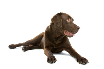 Chocolate labrador retriever