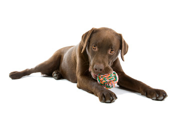 Chocolate labrador retriever