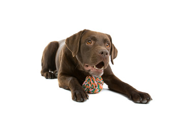 Chocolate labrador retriever