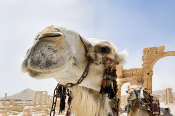 Camels in the roman ruins of Palmyra, Syria