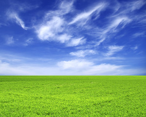 Obraz premium field