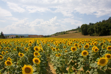 Naklejka premium Sonnenblumenfeld in der Toskana