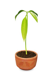 Mango Plant on a Clay Pot on white background