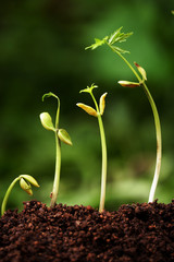 Four saplings growing from soil