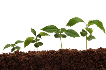 Four plants growing from soil