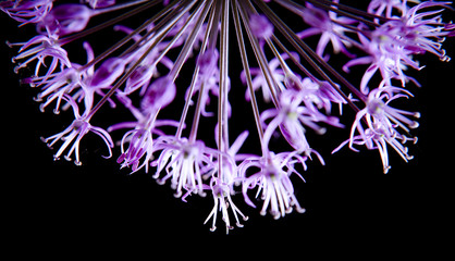 Beautiful flower isolated on black background.