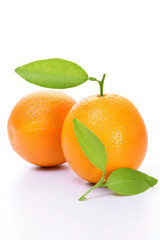 Fresh oranges on white