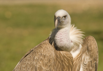 Buitre Leonado Busto Frontal