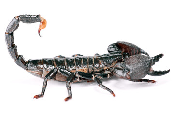 Scorpion isolated on white background.