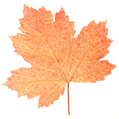 autumn leaves isolated on white background