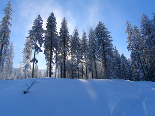 ośnieżone świerki 2 © GKor