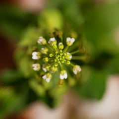 plant macro, abstract nature background