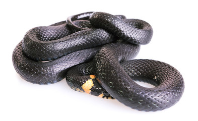 Snake isolated on white background.