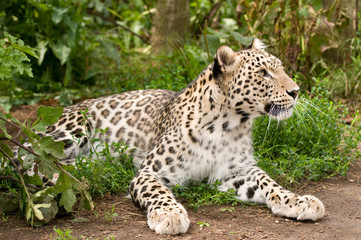 Persian Leopard