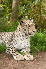 Naklejka na ściany i meble Persian Leopard