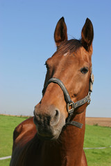 Obraz premium Pferd - Portrait vor Himmel