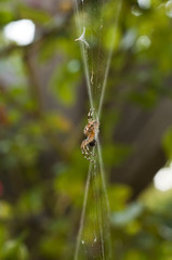 Gartenkreuzspinne