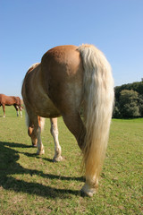 Pferd von Hinten