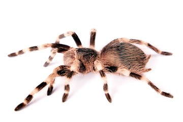 Spider isolated on white background.