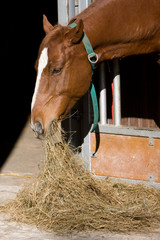 Pferd - Stroh vor Box
