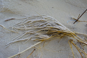 Überfrohrenes Strandgras