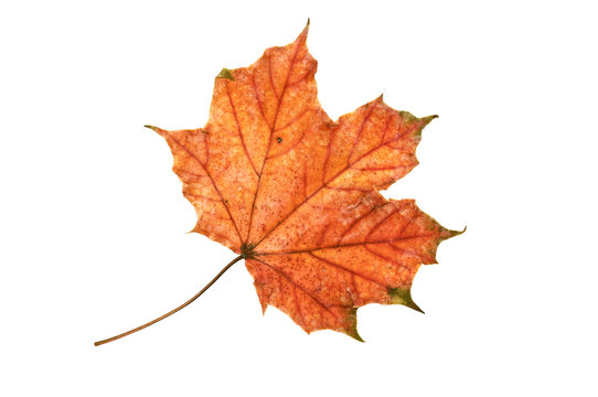 Autumn maple leaf..