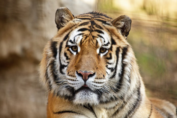 Fototapeta premium Tigre