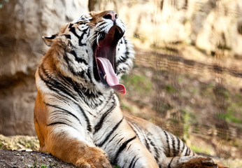 Fototapeta na wymiar Tygrys