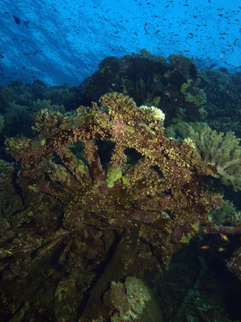 pecio del numidia