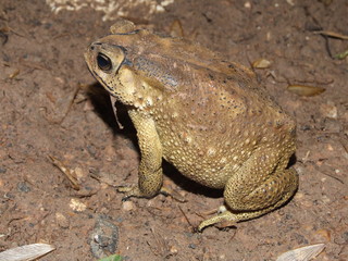 Asian toad, Thailand