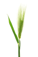 Fototapeta premium Hordeum vulgare (barley)