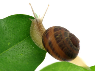 escargot feuille fond blanc