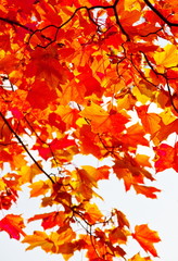 colored maple leaves on branch
