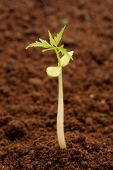 Sapling growing from soil